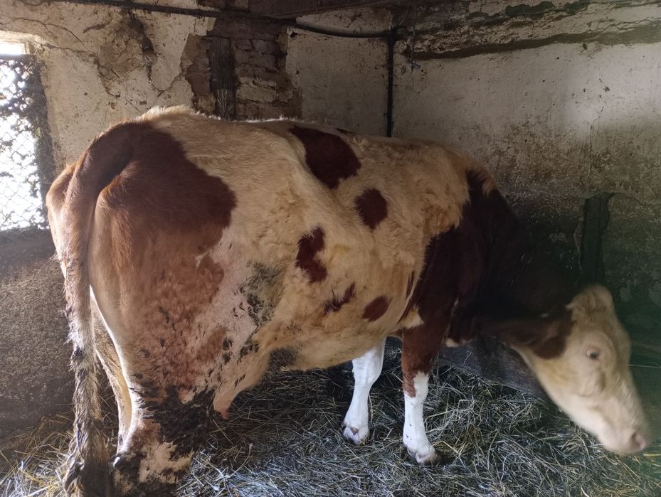 Vând vaca de trei ani