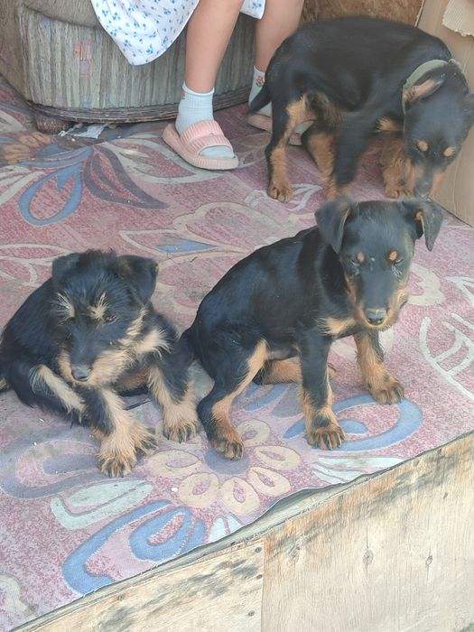 Щенки Яктериер чистакровки