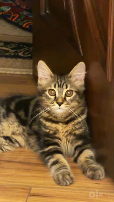 Кошка и котенок ищут новый дом!