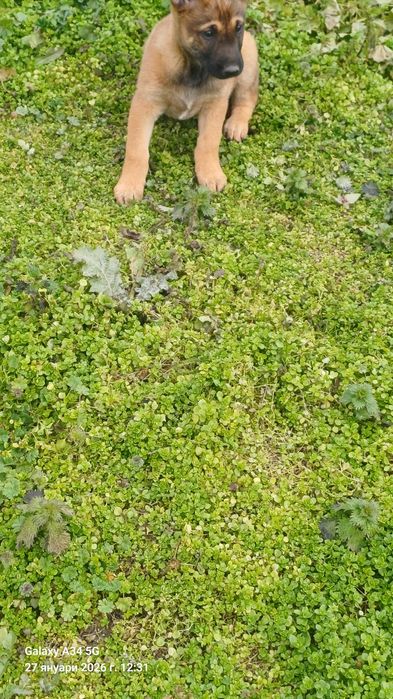 Мъжки малиноа налични 2 бр.