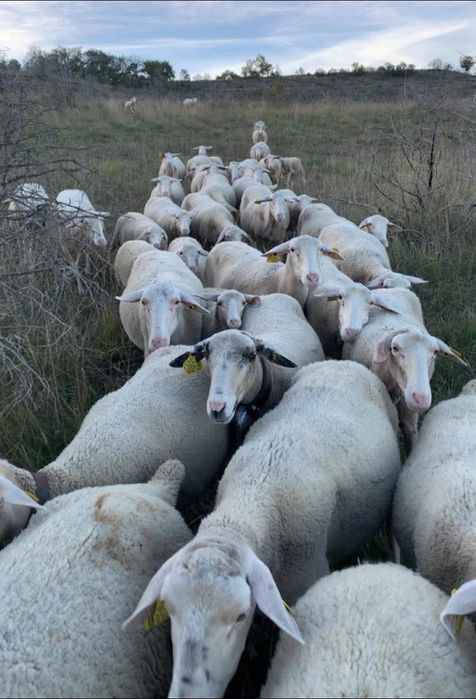 Oi lacaune cu pedigree!