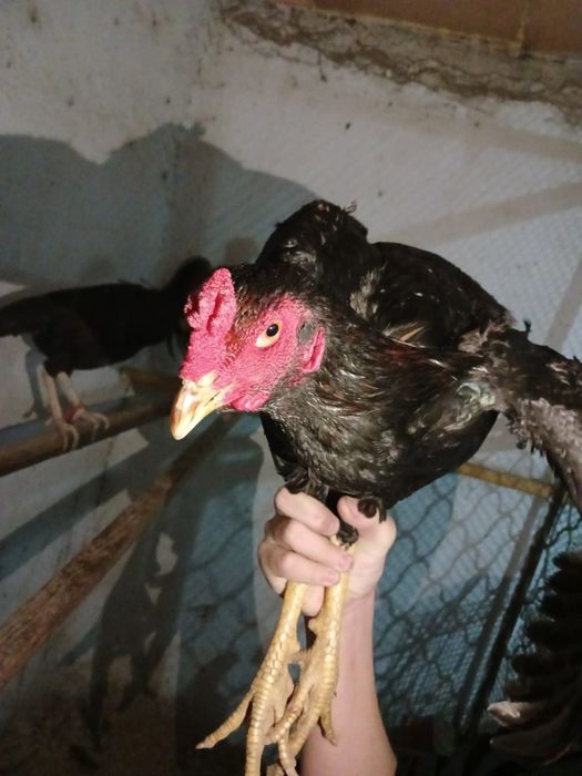 Продажа пара бойцовский петухов