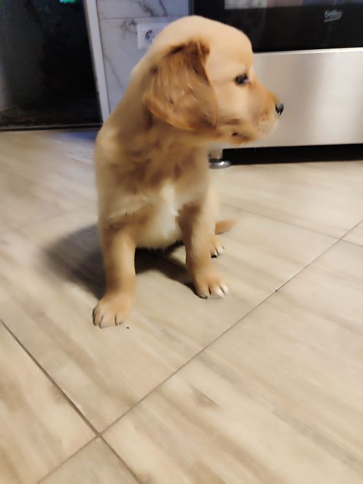 Goldeni retriever