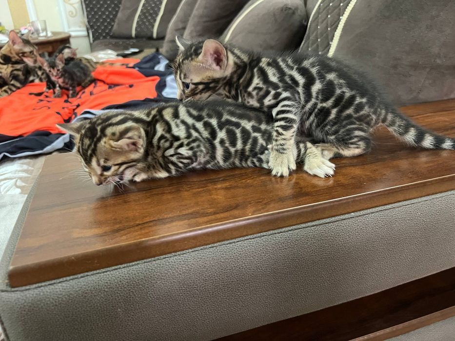 Бенгальский котята