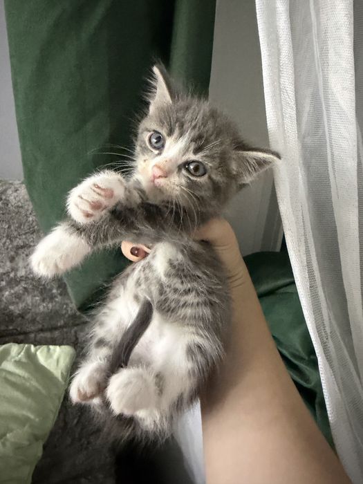 Раздаются котята