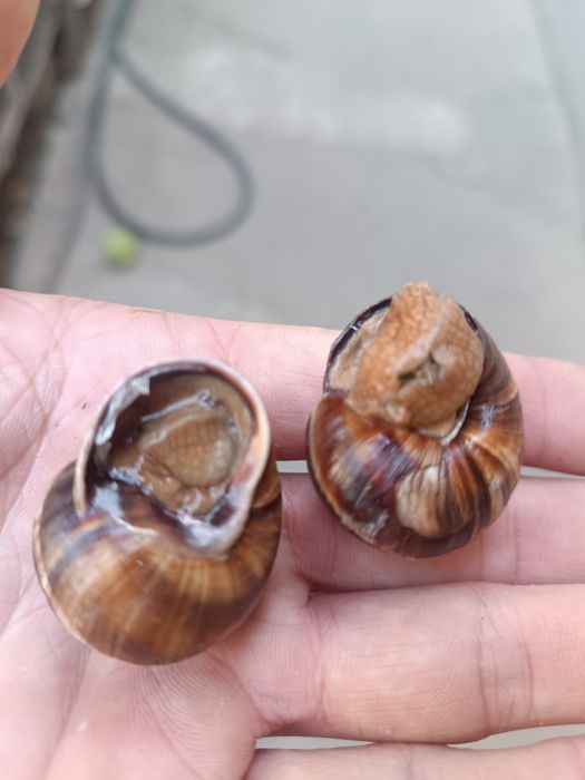 Продаётся виноградные улитки