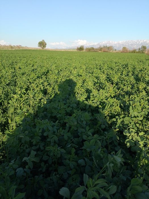 Тюки люцерна Джея (Итяльянский сорт)