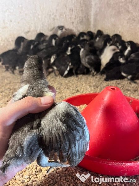 Pui Australorp 3 luni 80 lei
