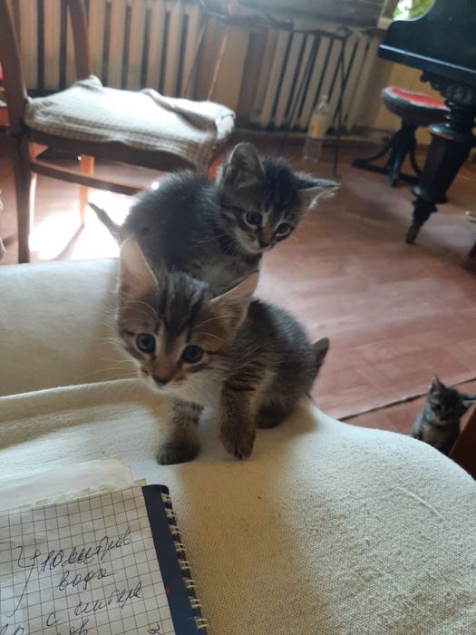 Отдам котят бесплатно