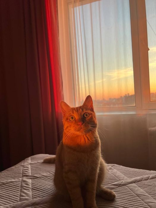 Отдам котика в хорошие руки