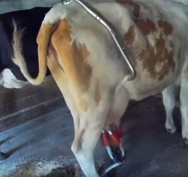 Антибрык для коров