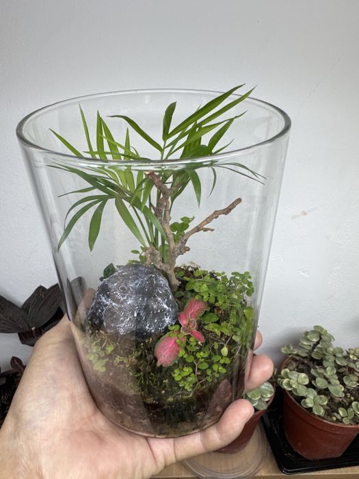 Поодам флорариум со мхом!!!