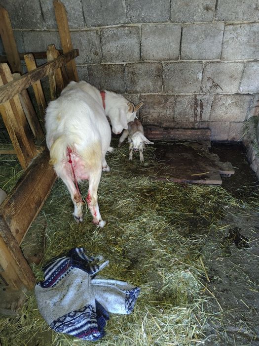 De vanzare Capra saanen