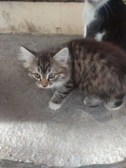 Котята бесплатно