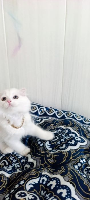 Britan mushukchalar Британские котята