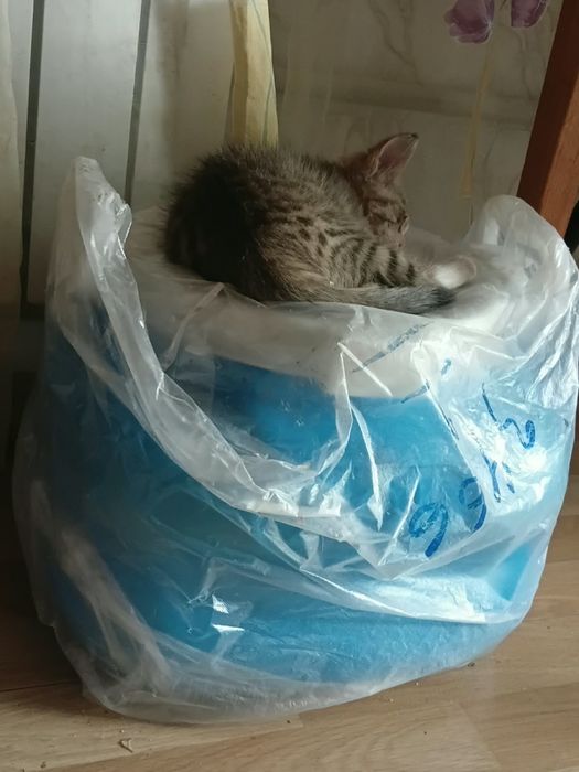 ищут дом 4 замечательных котят