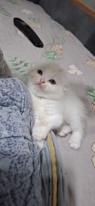 Продаются котята скотиш страйт.