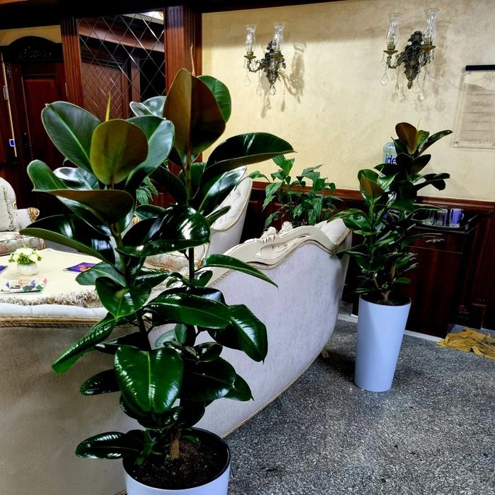 Офисные растения цветы