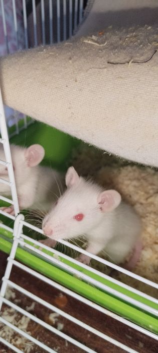 Продам крысят Альбиносов.