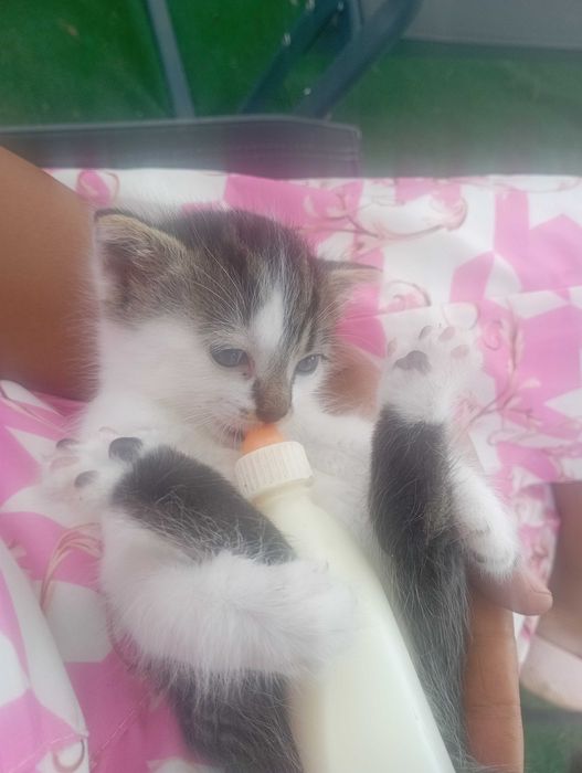 Подарявам коте