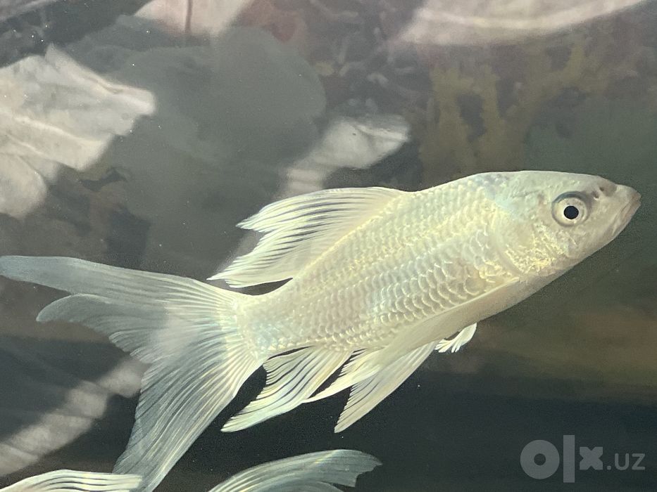 Koi Platina baliqlari sotiladi