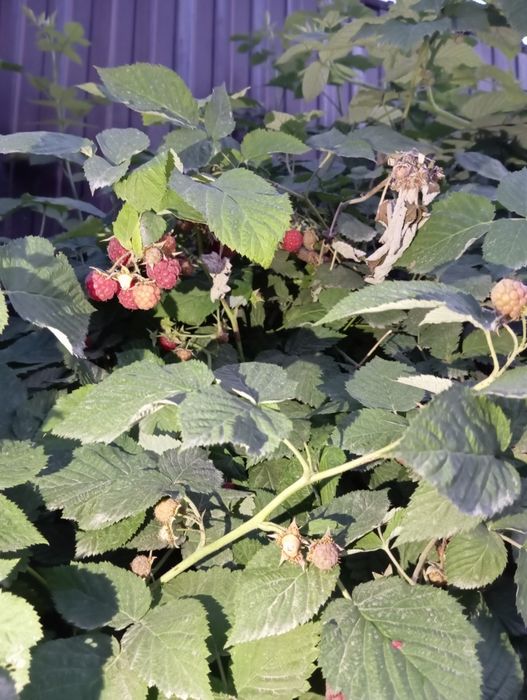 Домашняя свежая малина