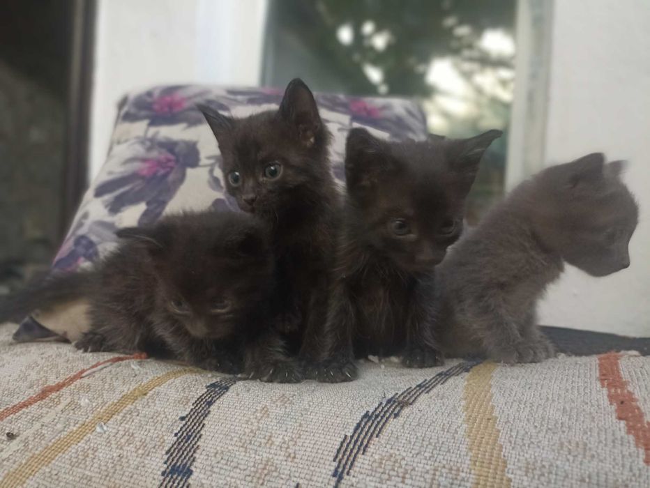 Котята отдам в хорошие руки