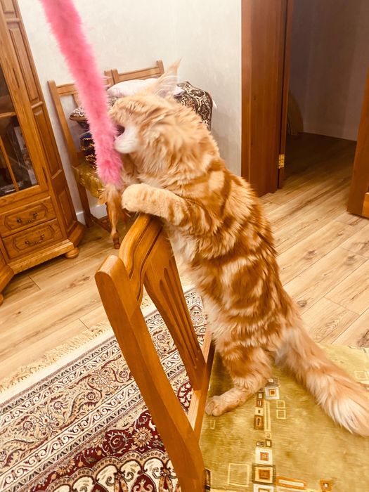 Котенок Мейн-кун