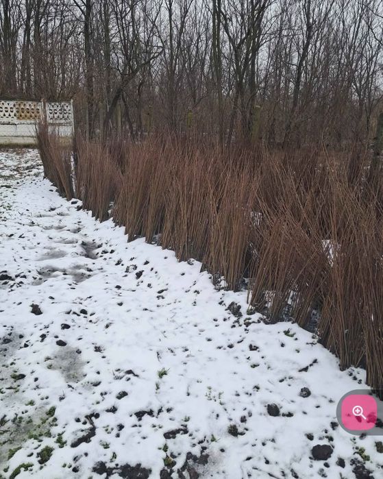 Puieți forestieri de salcâm și nu nuami