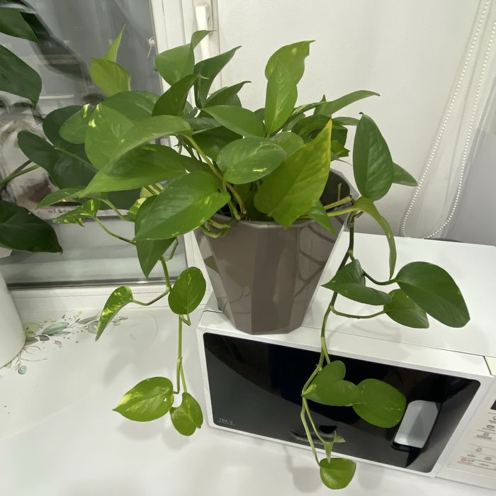 Продам цветы комнатные