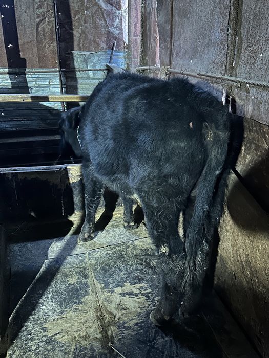 Бычки телки годовалые