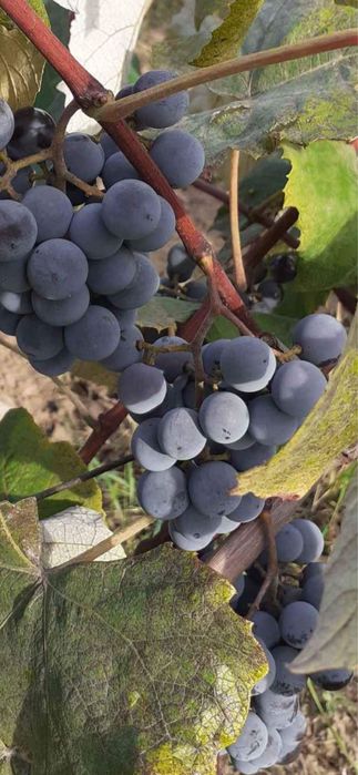 Struguri pentru vin sau Must