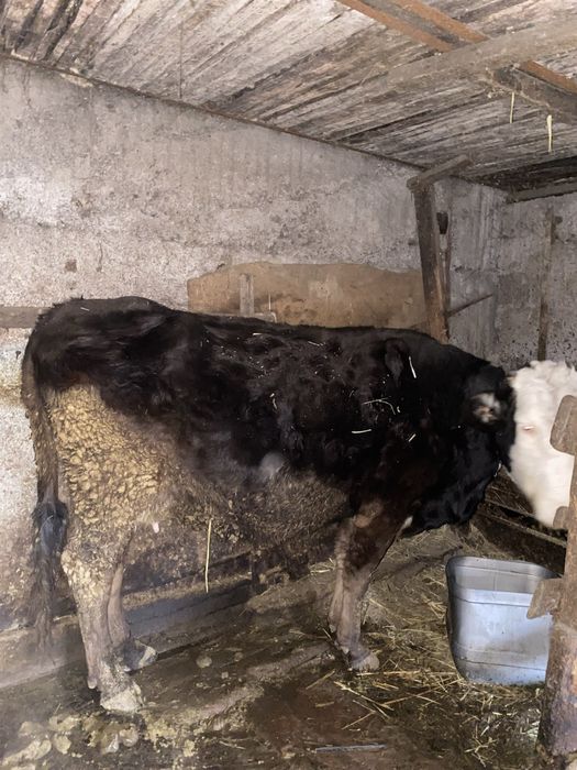 Продам коров цена от 800до 1м