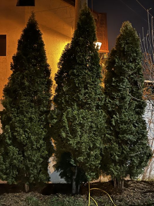 Tuia smarald de vanzare