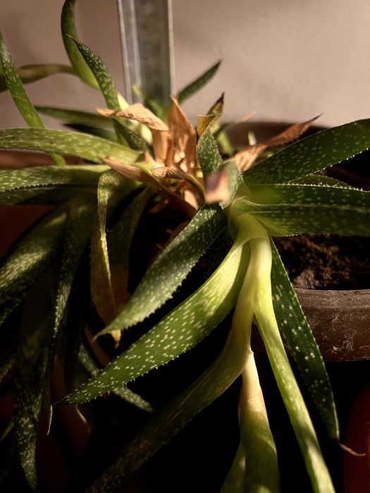 Plante aloe vera de vânzare
