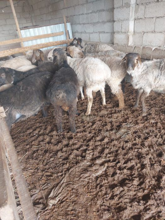 Семіз бордақы қошқарлар сатылады