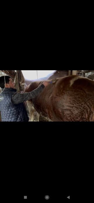 Toʻnali Buqala sotiladi