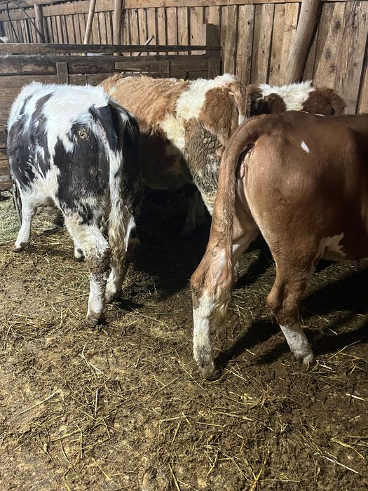 Vand 4 vitele de 8 luni