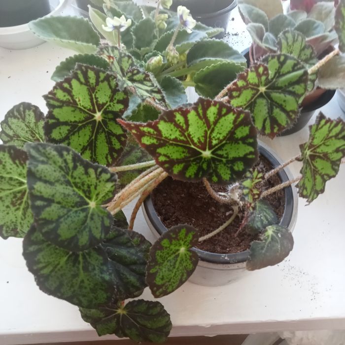 Комнатные растения