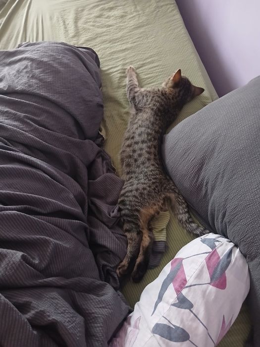 Жыныстық қатынас