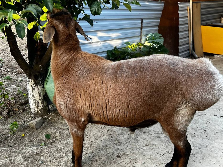 Тоза зотли соглом куелар