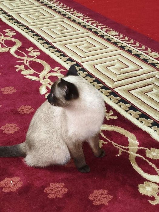 Сиамский мушук сотилади киз бола