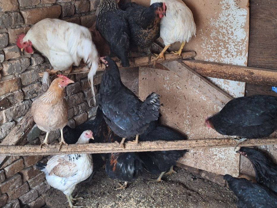 Xoroz tovuq jojala sotiladi