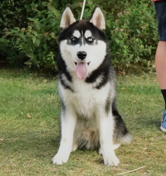 Pui Husky Siberian, părinți multipli campioni.