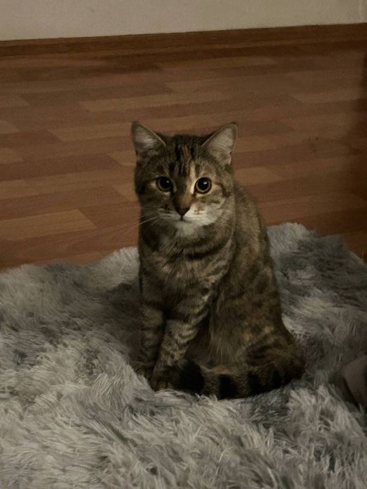 кошку в добрые руки