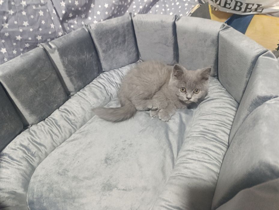 Скотиш фолд котята от правильной вязки