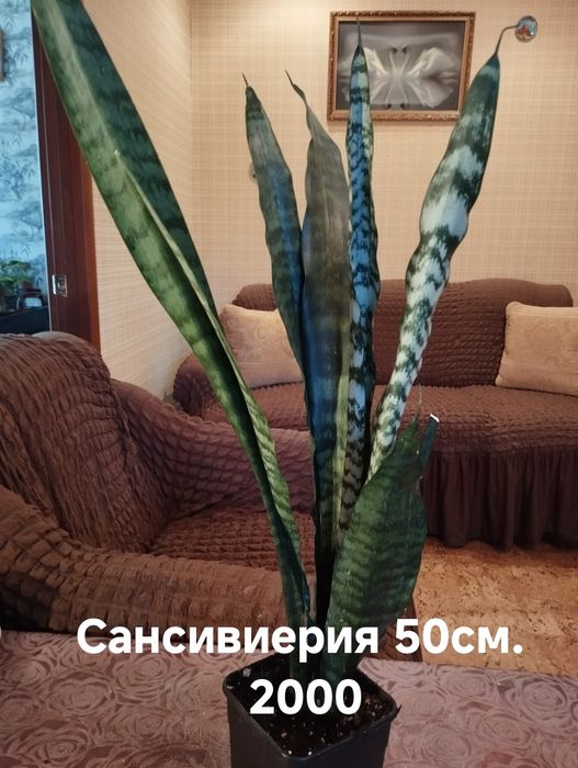 Продам комнатные растения