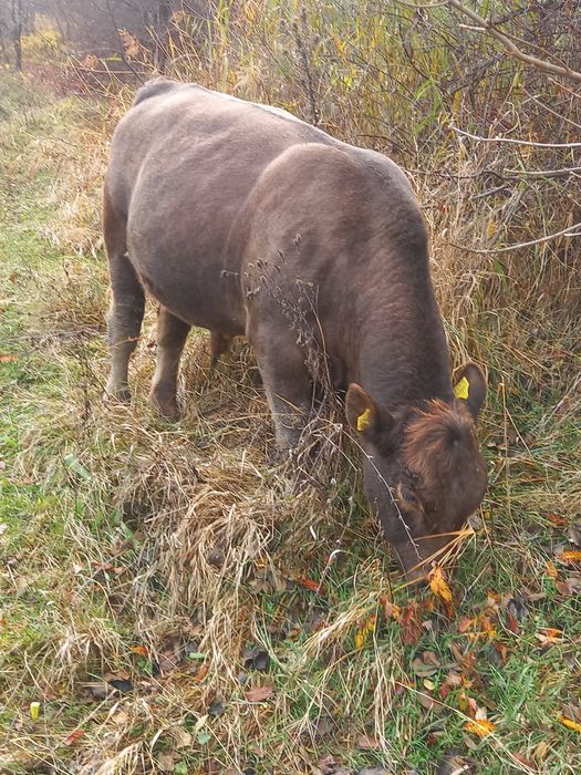 Vând taur Angus, vârstă 14 luni