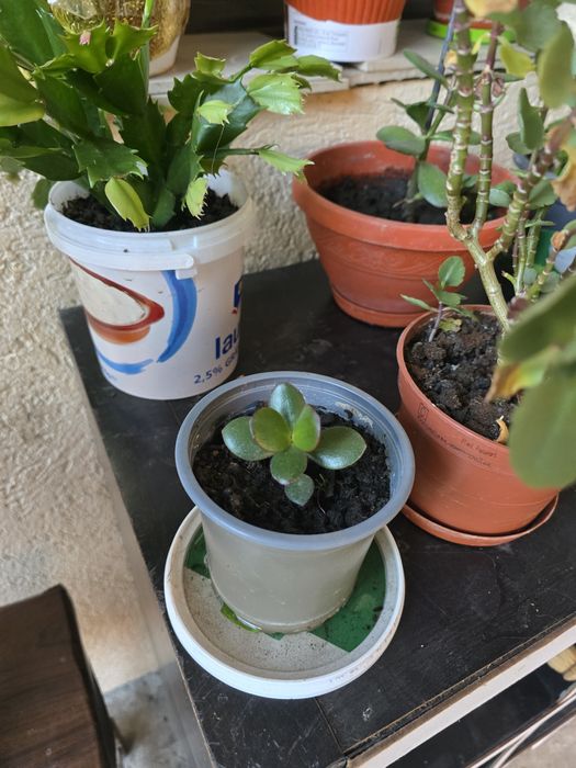 Planta banilor ,Crasuela