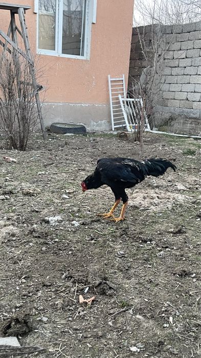 Дакан күздік шөже